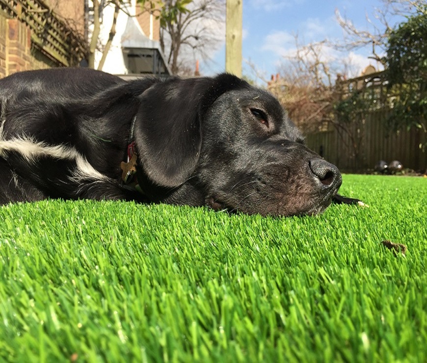Pet Synthetic Lawn Installation