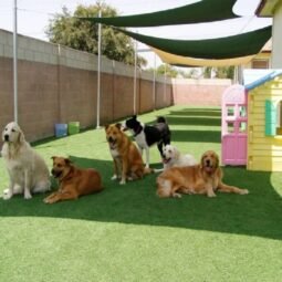 pet-playground3