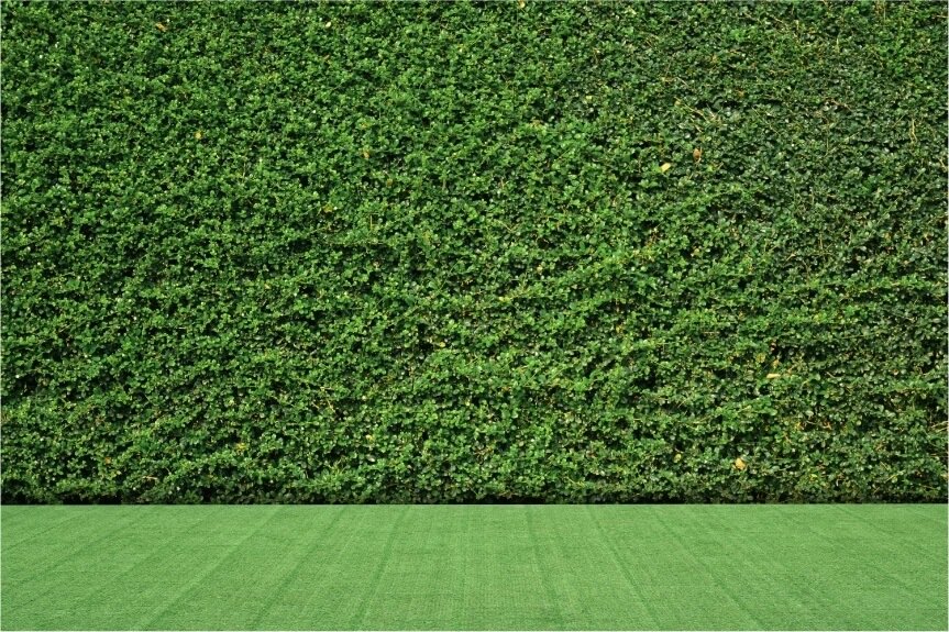 boxwood-1